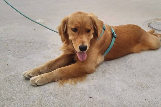 怎么訓(xùn)練金毛犬