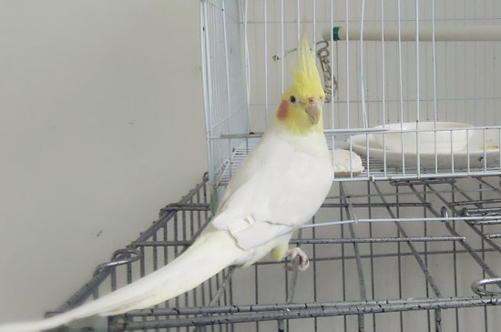 兩只玄鳳鸚鵡為什么總打架