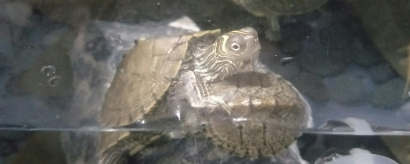 地圖龜冬眠嗎
