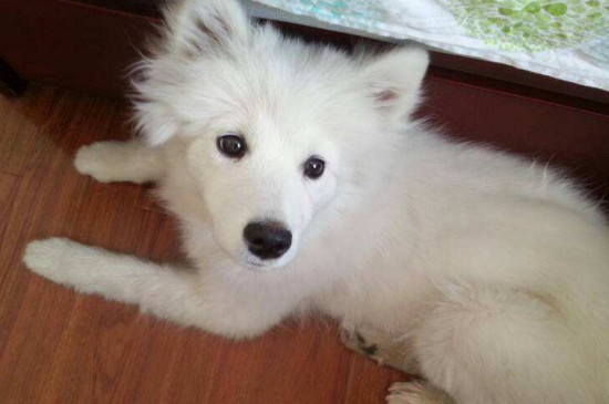 怎么訓(xùn)練銀狐犬，讓銀狐犬聽話的三大訓(xùn)練要點