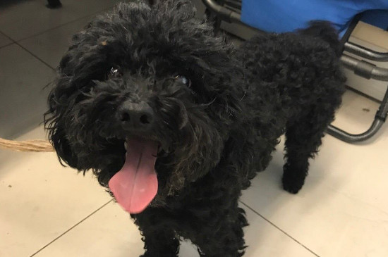 泰迪多大算成犬