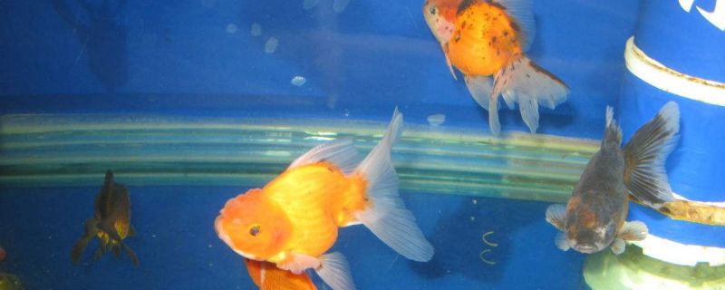 草金和金魚混養(yǎng)的后果