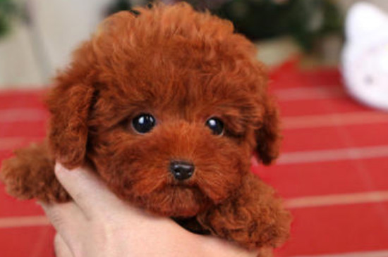 純種茶杯泰迪犬多少錢一只，真泰迪茶杯狗價(jià)格在8000元以上