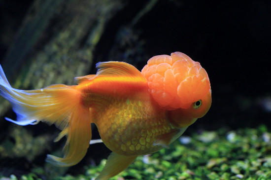 金魚怎么養(yǎng)長的快，金魚怎樣長得又大又快