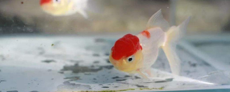 鶴頂紅金魚能長到多大