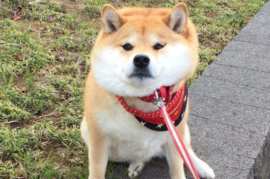 柴犬喜歡主人的表現(xiàn)
