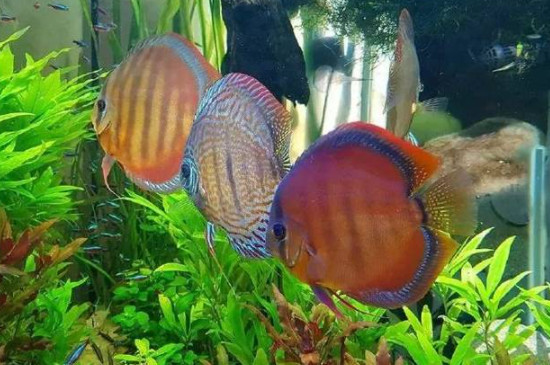 七彩神仙魚為什么會(huì)變色