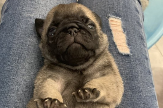 巴哥犬性格怎么樣，巴哥犬的性格優(yōu)缺點(diǎn)