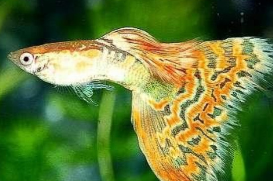 孔雀魚搖頭晃腦怎么治