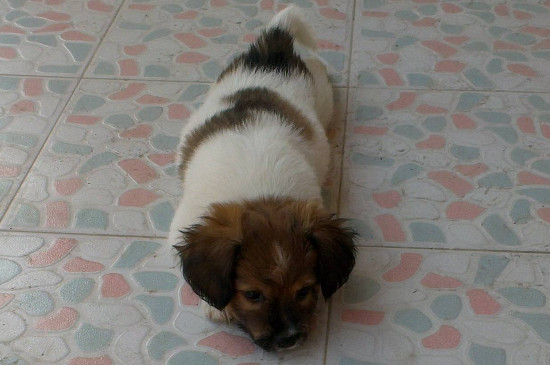 蝴蝶犬怎么訓(xùn)練大小便