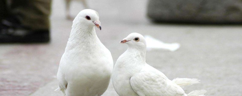 怎樣養(yǎng)鴿子