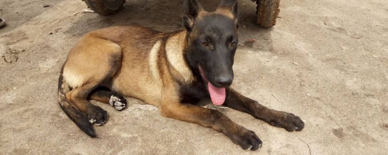 為什么德牧打不過馬犬