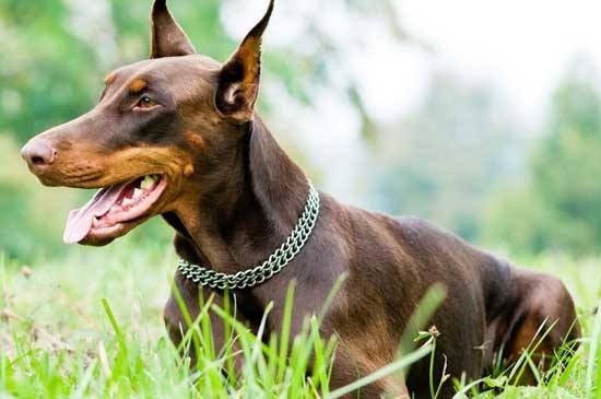 杜賓犬怎樣訓練，教你訓練杜賓犬的4個技巧