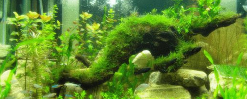 魚缸里的綠藻怎么清理