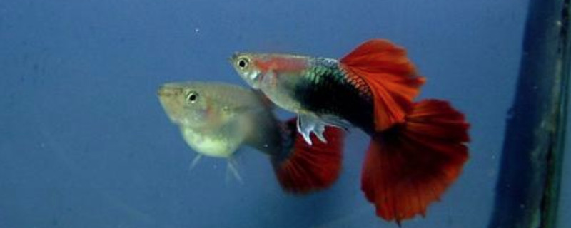 孔雀魚浮在水面沒精神
