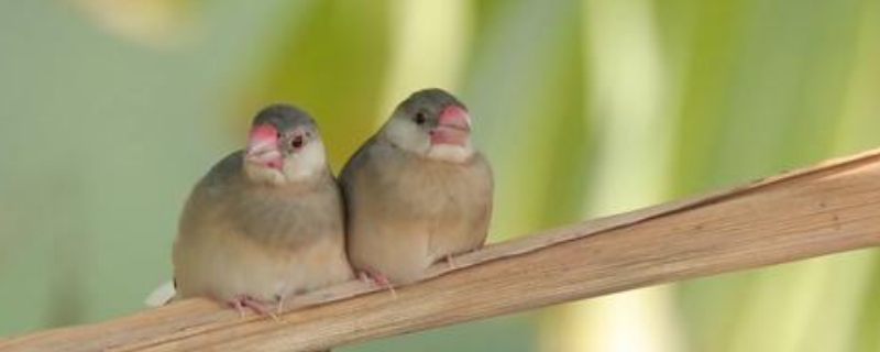 灰文鳥拉水便怎么辦啊