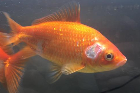 金魚鰓蓋發(fā)黑是什么鰓病