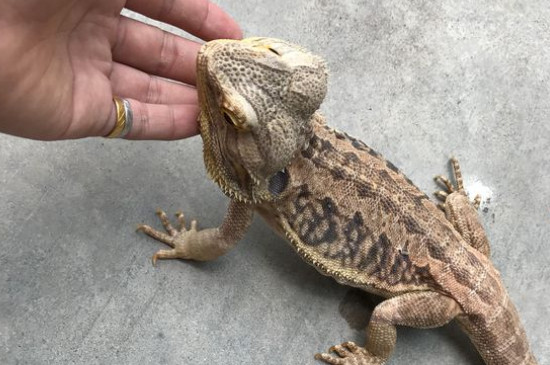 鬃獅蜥吃什么長得快