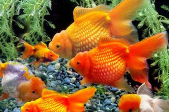 怎么養(yǎng)金魚(yú)