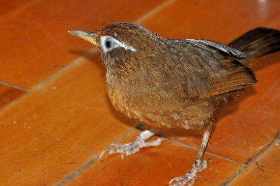 畫眉鳥飼養(yǎng)方法