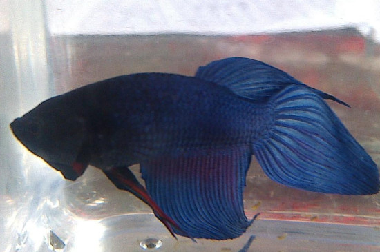 中國斗魚可以和什么魚混養(yǎng)