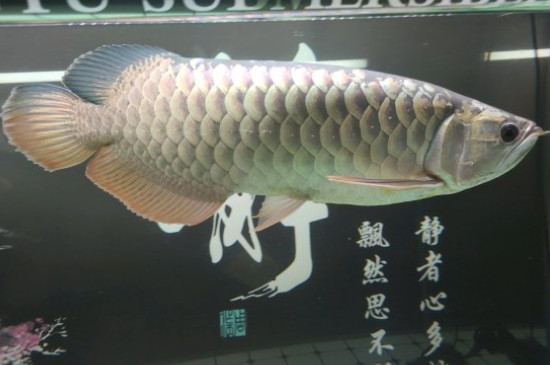龍魚突然跳缸什么預(yù)兆