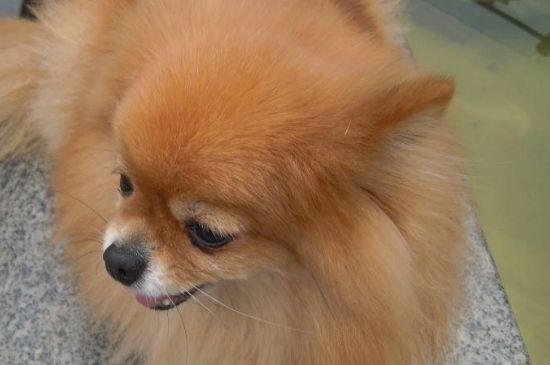 狐貍?cè)筒┟赖膮^(qū)別