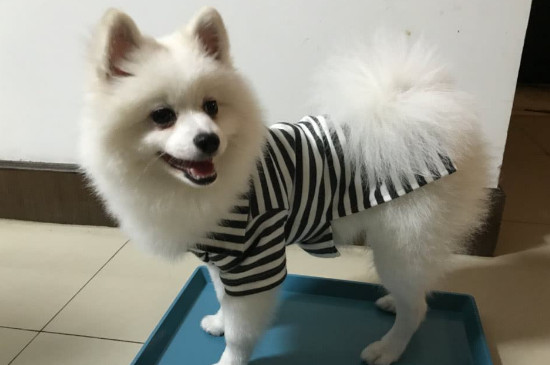 薩摩嗚嗚叫是什么意思