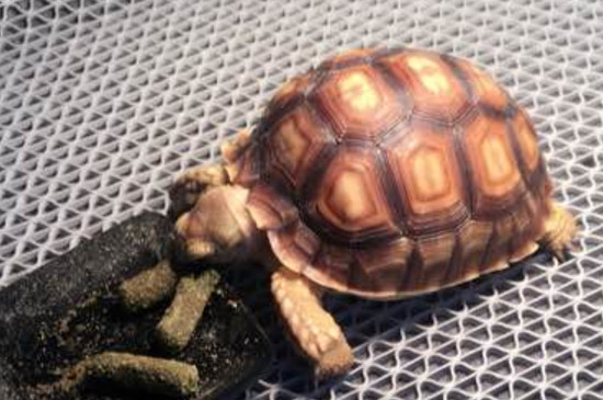蘇卡達(dá)溫度濕度要多少