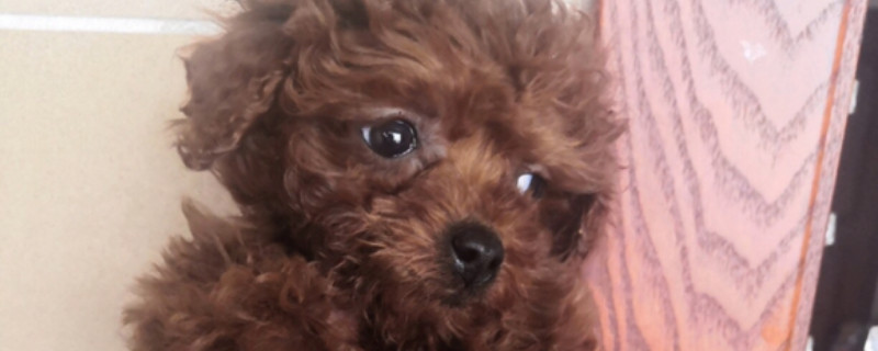 泰迪犬為什么叫泰迪