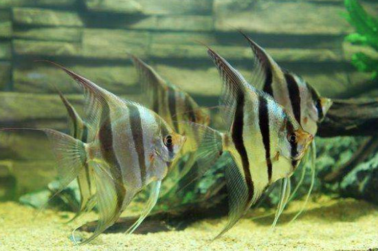 埃及神仙魚為什么貴