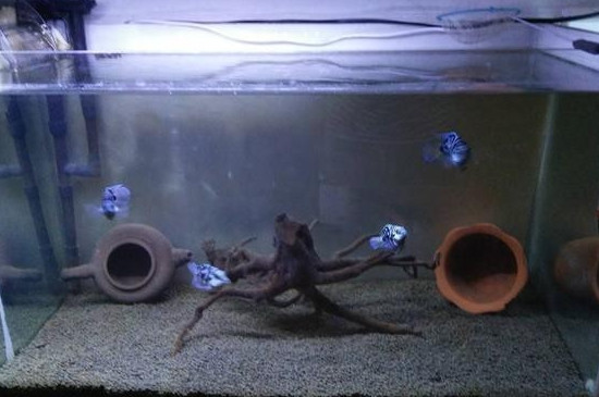 魚缸開缸養(yǎng)水的正確方法