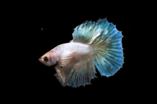 半月斗魚的特征