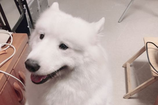 純種薩摩耶犬多少錢一只，幼犬價(jià)格大概在800-4000元左右