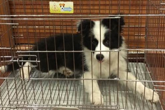 犬瘟癥狀怎么治療方法