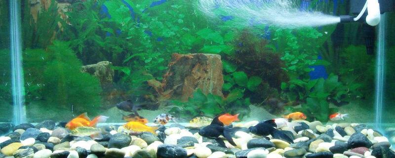 養(yǎng)魚密度計算方法