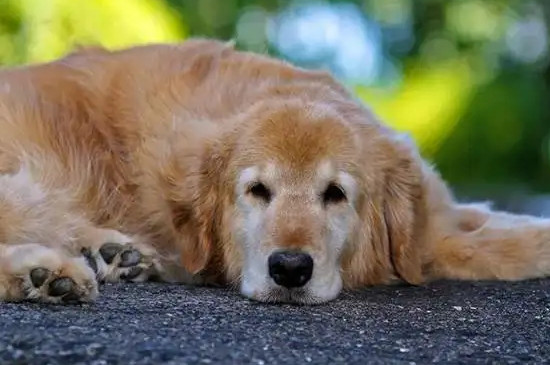狗狗生病不吃不喝怎么辦