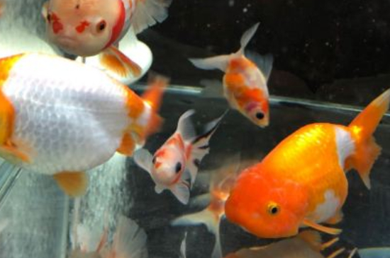 金魚黑斑怎么治療
