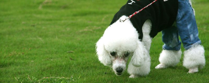 貴賓犬怎么訓(xùn)練