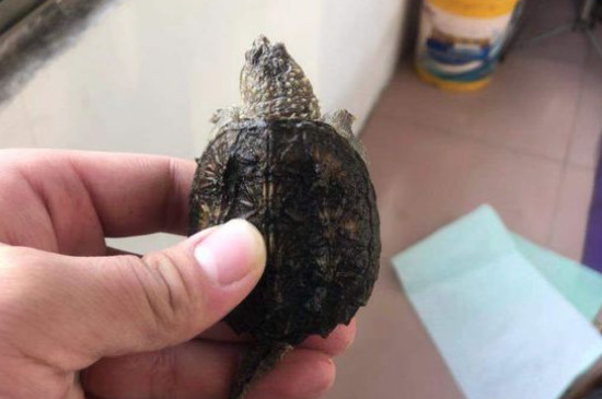 鱷龜吃什么