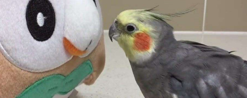 玄鳳鸚鵡冬天怕冷嗎