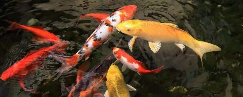 錦鯉可以和什么魚混養(yǎng)