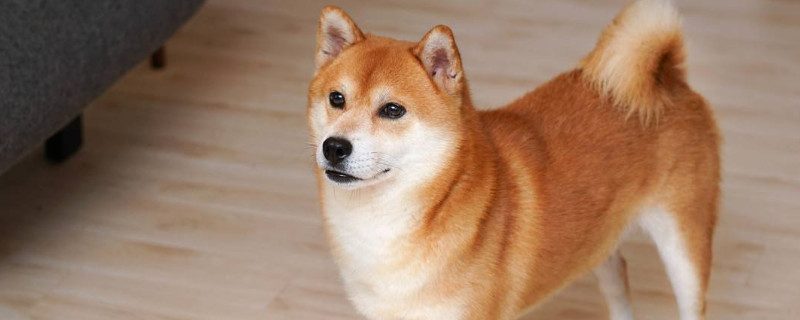 柴犬能長多大