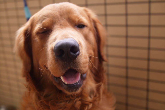 金毛犬性格有什么特點(diǎn)，太興奮活潑什么時(shí)候穩(wěn)定下來(lái)