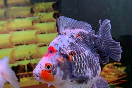 小金魚(yú)怎么養(yǎng)活的久