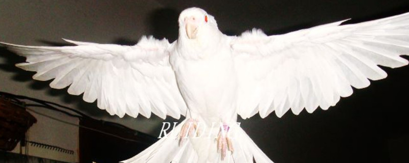 玄鳳鸚鵡幾個月會飛