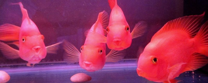 鸚鵡魚(yú)吃什么