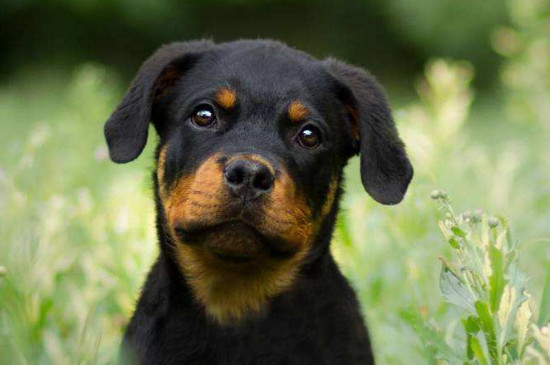 羅威納是禁犬嗎，羅威納為什么被禁養(yǎng)