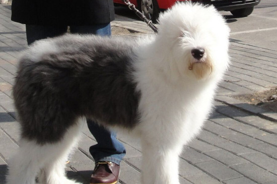 古牧吃什么狗糧好