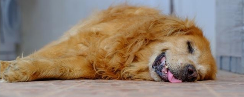 狗狗傷口化膿能自愈嗎